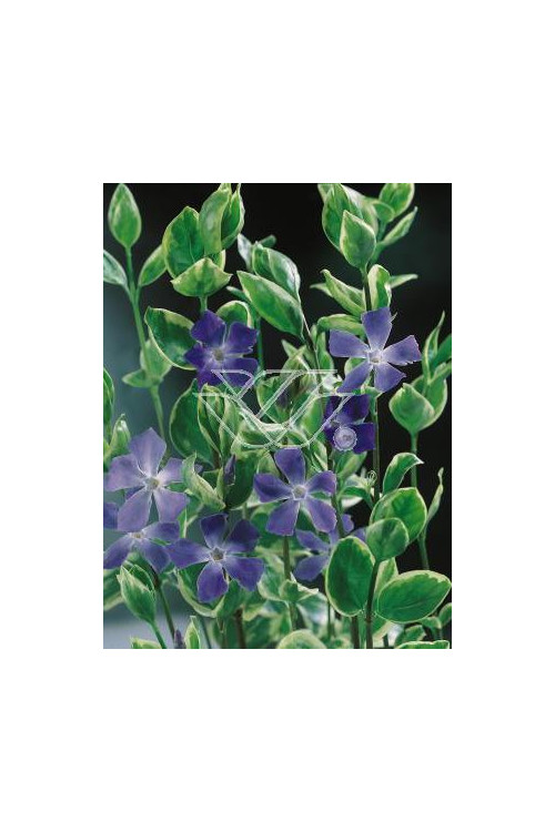 Barwinek większy 'Variegata' Vinca major