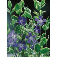 Barwinek większy 'Variegata' Vinca major