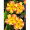 Liliowiec 'Eenie Allegro' Hemerocallis