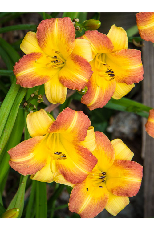 Liliowiec 'Eenie Allegro' Hemerocallis