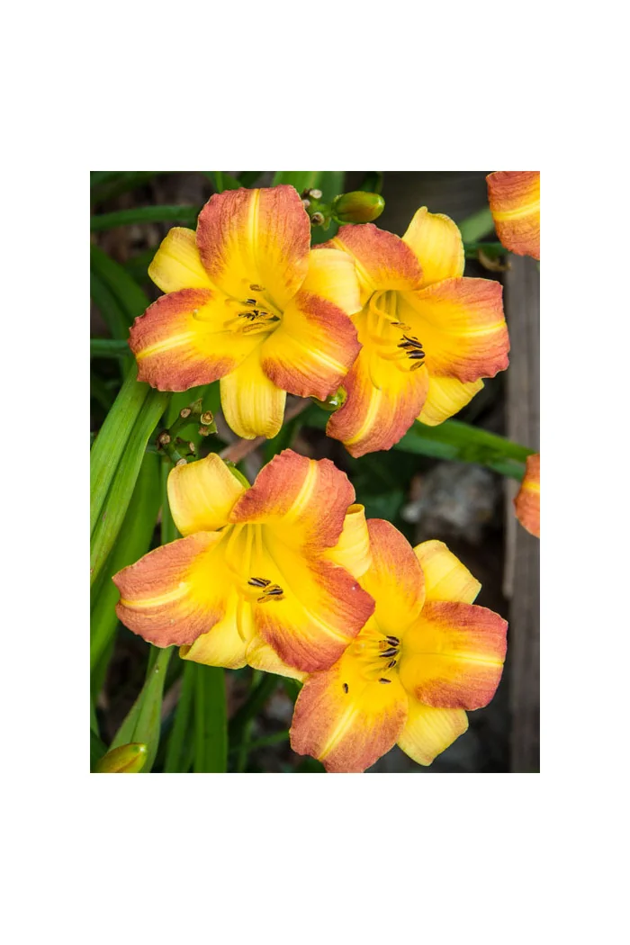 Liliowiec 'Eenie Allegro' Hemerocallis