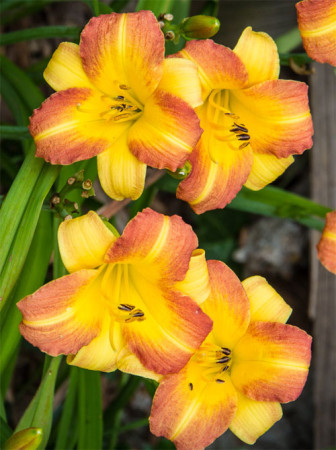 Liliowiec 'Eenie Allegro' Hemerocallis