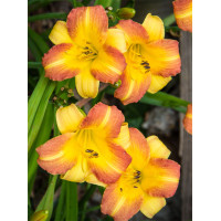 Liliowiec 'Eenie Allegro' Hemerocallis