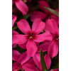 Floks szydlasty 'Scarlet Flame' | Phlox subulata