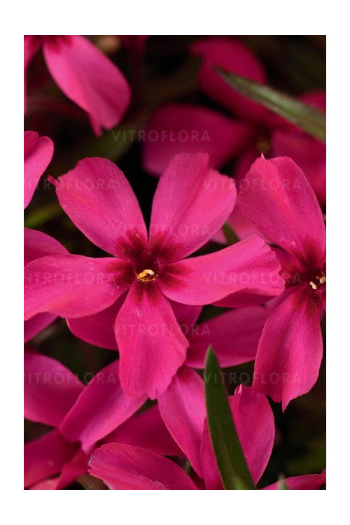 Floks szydlasty 'Scarlet Flame' | Phlox subulata