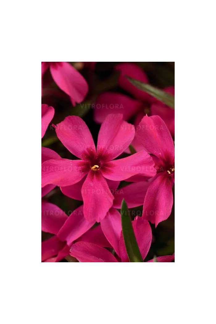 Floks szydlasty 'Scarlet Flame' | Phlox subulata
