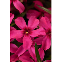 Floks szydlasty 'Scarlet Flame' | Phlox subulata