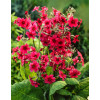 Pierwiosnek japoński 'Miller's Crimson' | Primula japonica