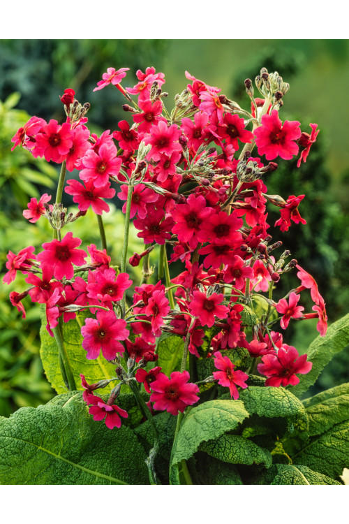 Pierwiosnek japoński 'Miller's Crimson' | Primula japonica