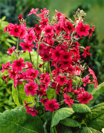 Pierwiosnek japoński 'Miller's Crimson' | Primula japonica