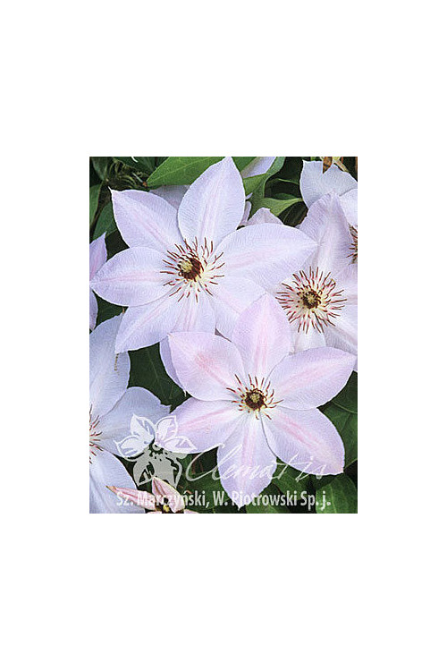 Powojnik 'Matka Siedliska' | Clematis
