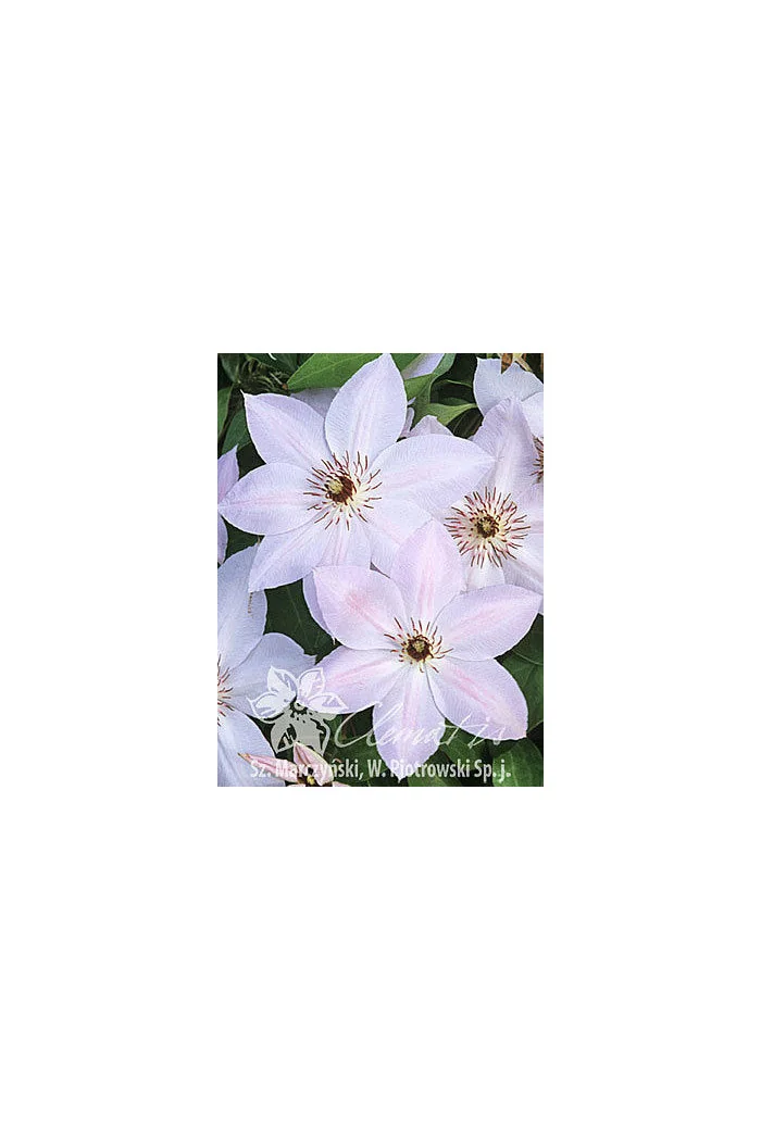 Powojnik 'Matka Siedliska' | Clematis