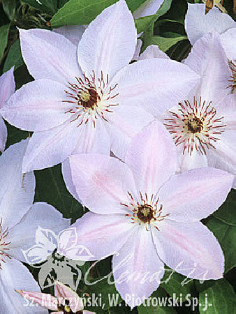 Powojnik 'Matka Siedliska' | Clematis