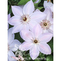 Powojnik 'Matka Siedliska' | Clematis