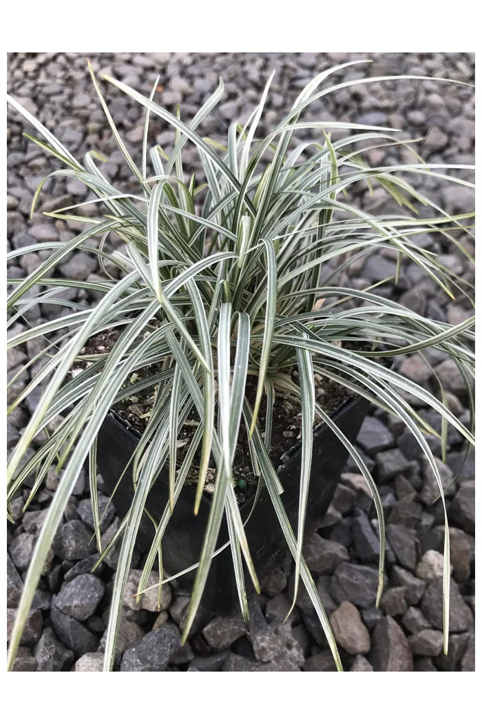 Konwalijnik japoński 'Variegatus' | Ophiopogon japonicus