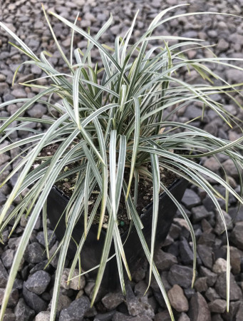 Konwalijnik japoński 'Variegatus' | Ophiopogon japonicus