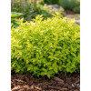 Tawuła japońska 'Golden Jack' | Spiraea japonica