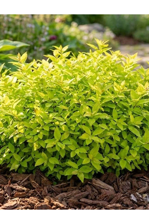 Tawuła japońska 'Golden Jack' | Spiraea japonica