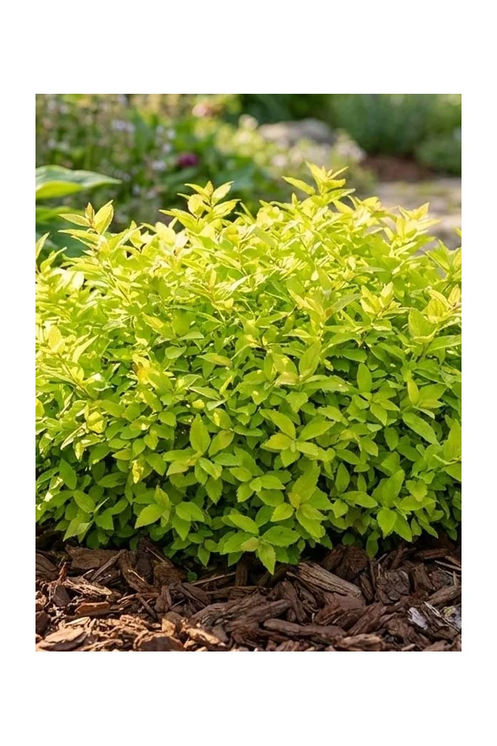 Tawuła japońska 'Golden Jack' | Spiraea japonica