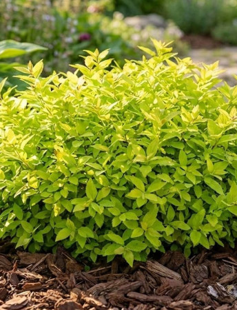 Tawuła japońska 'Golden Jack' | Spiraea japonica