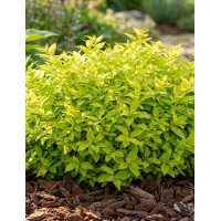 Tawuła japońska 'Golden Jack' | Spiraea japonica