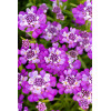 Ubiorek wieczniezielony 'Absolutely Amethyst' | Iberis sempervirens