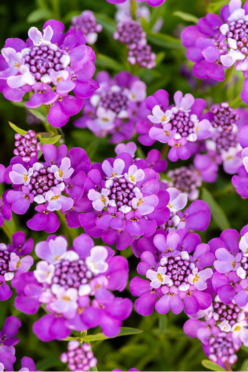 Ubiorek wieczniezielony 'Absolutely Amethyst' | Iberis sempervirens
