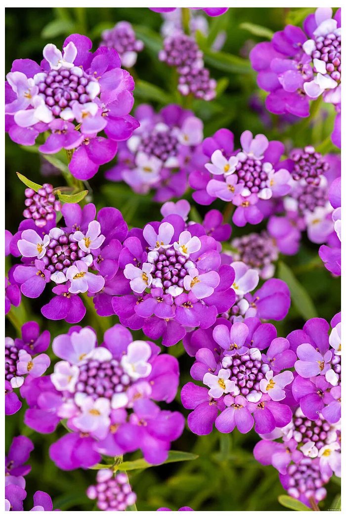 Ubiorek wieczniezielony 'Absolutely Amethyst' | Iberis sempervirens