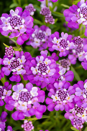 Ubiorek wieczniezielony 'Absolutely Amethyst' | Iberis sempervirens