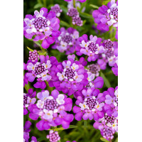 Ubiorek wieczniezielony 'Absolutely Amethyst' | Iberis sempervirens