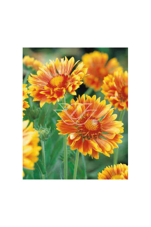 Gailardia 'Oranges and Lemons' Gaillardia