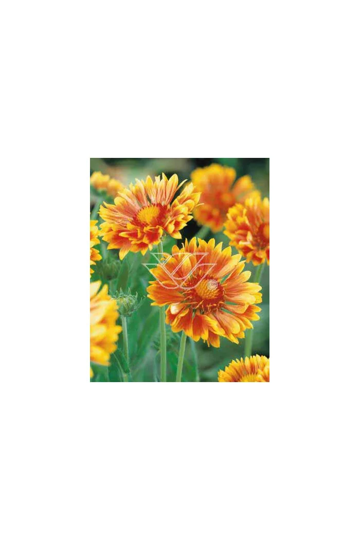 Gailardia 'Oranges and Lemons' Gaillardia