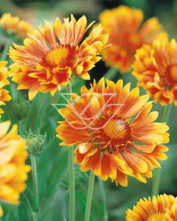 Gailardia 'Oranges and Lemons' Gaillardia