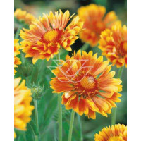Gailardia 'Oranges and Lemons' Gaillardia