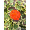 Pelargonia rabatowa 'Mrs Pollock' | Pelargonium zonale