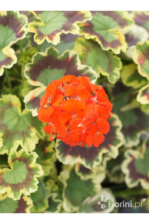 Pelargonia rabatowa 'Mrs Pollock' | Pelargonium zonale