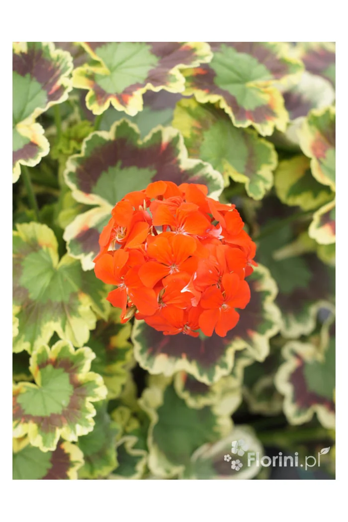 Pelargonia rabatowa 'Mrs Pollock' | Pelargonium zonale