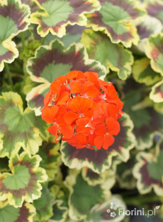 Pelargonia rabatowa 'Mrs Pollock' | Pelargonium zonale