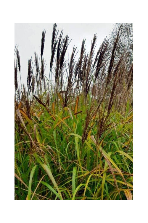 Miskant chiński 'Red Tower' | Miscanthus sinensis