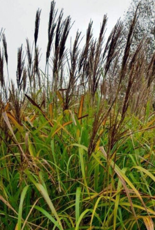 Miskant chiński 'Red Tower' | Miscanthus sinensis