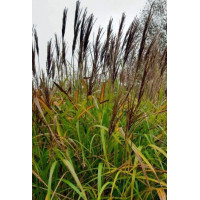 Miskant chiński 'Red Tower' | Miscanthus sinensis
