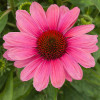 Jeżówka 'Pink Pearl' Echinacea
