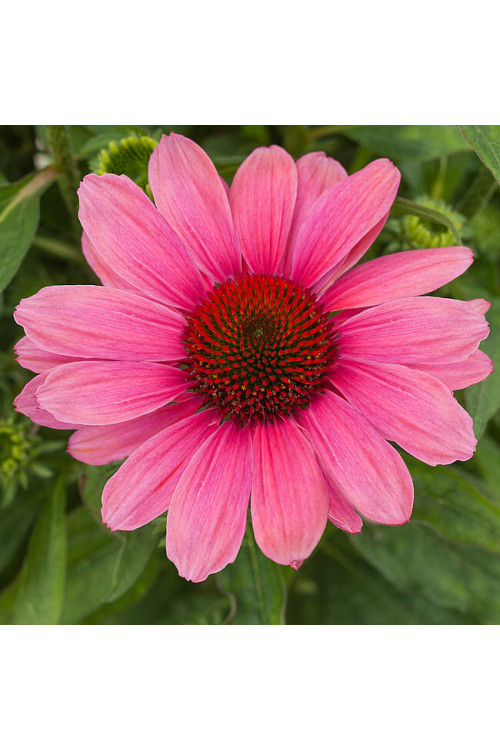 Jeżówka 'Pink Pearl' Echinacea