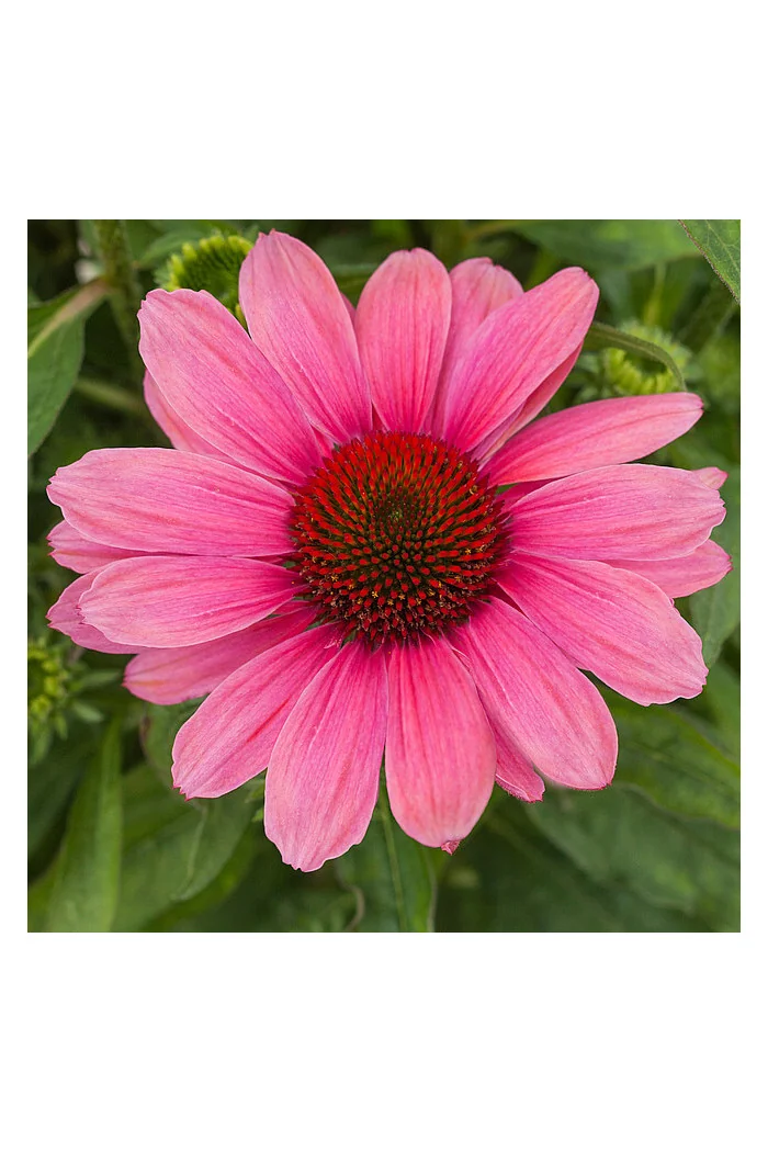 Jeżówka 'Pink Pearl' Echinacea