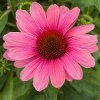 Jeżówka 'Pink Pearl' Echinacea