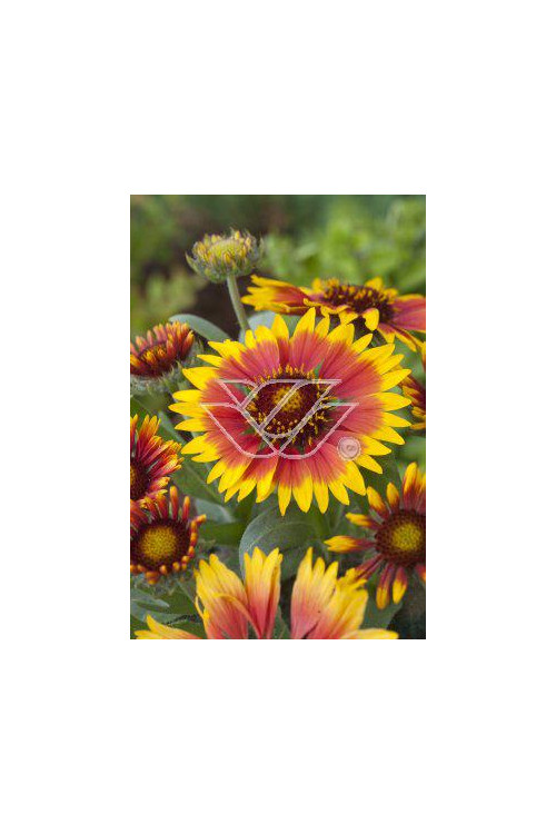 Gailardia 'Bijou' Gailardia