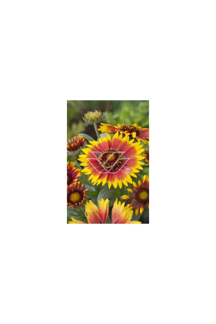 Gailardia 'Bijou' Gailardia