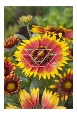 Gailardia 'Bijou' Gailardia