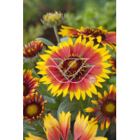 Gailardia 'Bijou' Gailardia