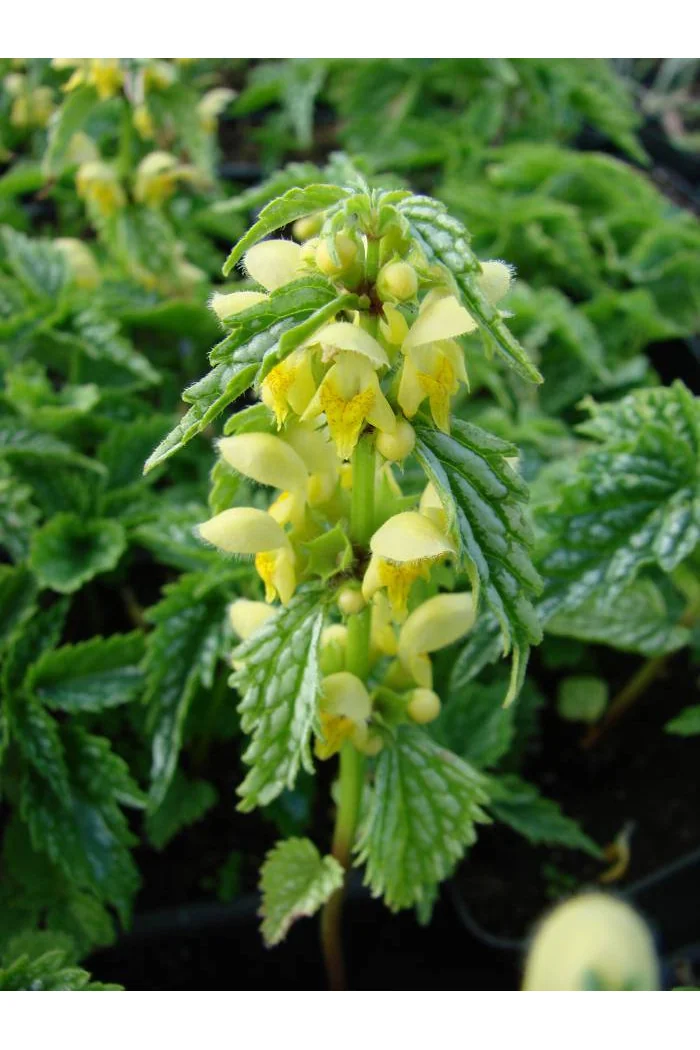Gajowiec żółty 'Hermans Pride' Lamium galeobdolon
